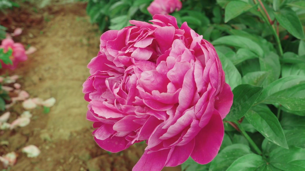 En närbild som fokuserar på en stor, tätt kronbladig magentafärgad pionblomma som svajar mjukt bland gröna blad i en solig trädgård vid Sui-Tang Site Botaniska trädgård i Luoyang, Henan, Kina