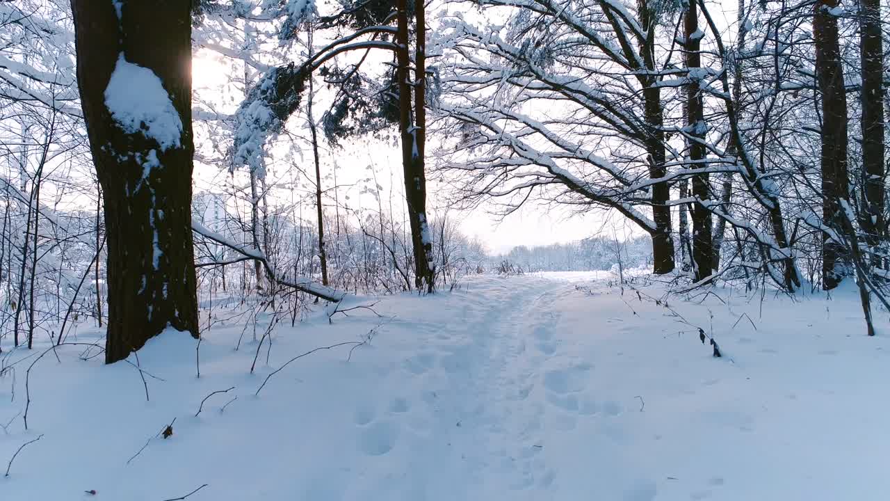Snødekte grener i skogen. Vintereventyrbakgrunn.