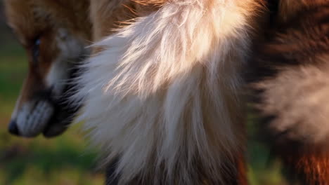 close-up of fox fur