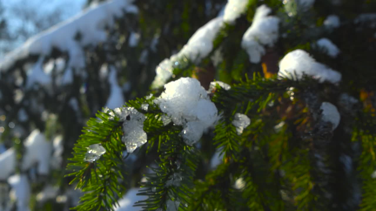Close up or closeup footage of vibrant beautiful green and brown pine or spruce tree branches with needles covered in thick white snow while footage spins around them. Sun is shining on winter day.