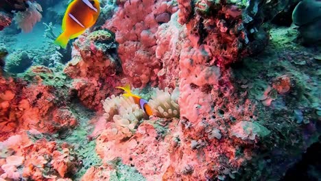 La-Cámara-Roja-Ilumina-El-Fondo-Del-Océano,-Peces-Dorados-De-Color-Naranja-Y-Vida-Marina-Coralina-En-Egipto,-Dahab,-Buceo,-Experiencia-De-Buceo.