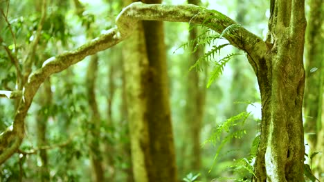 a tranquil forest setting with lush greenery and sunlight filtering through trees, captured in dorrigo, nsw, australia