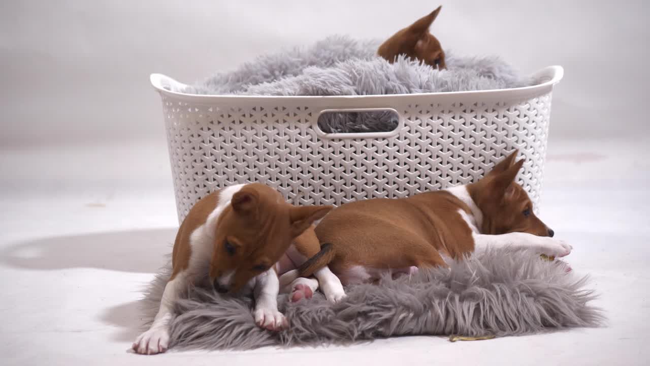 ríe junto con estos adorables cachorros mientras muestran sus travesuras lúdicas en hipnotizante cámara lenta, creando momentos conmovedores en este delicioso material de archivo