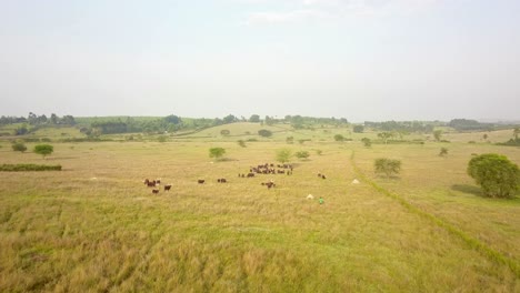 Aerial-View-Of-Agricultural-Field-And-Ankole-Watusi-Cattle-In-Uganda,-Africa---drone-shot