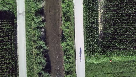 vista superior aérea sobre un ciclista que proyecta una larga sombra en el valle de sugana, italia con un dron volando hacia adelante