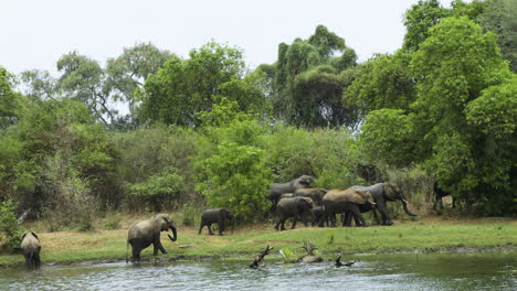 Elephant-herd-moving-on-after-having-crossed-a-river