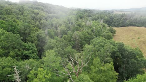 Tote-Hemlock-Bäume-Durch-Den-Nebel-Entlang-Des-Blue-Ridge-Mountain-Hangs-In-Der-Appalachen-Gebirgskette