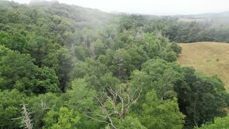árboles de abeto muertos a través de la niebla a lo largo de la ladera de la montaña blue ridge en la cadena montañosa de los apalaches