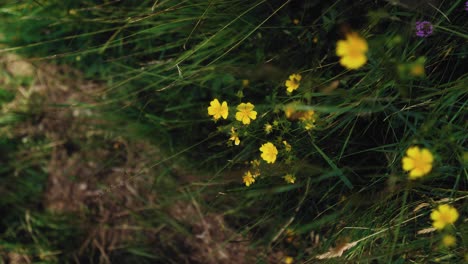 Una-Toma-De-Rotación-De-Primer-Plano-De-Una-Flor-Silvestre-Amarilla-En-Un-Prado-De-Hierba-Verde