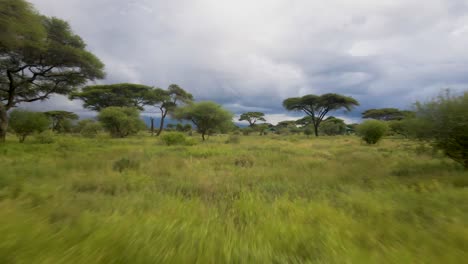 Aerial-dolly-shot-of-lush-green-savannah-with-acacia-trees-under-a-cloudy-sky-in-Africa