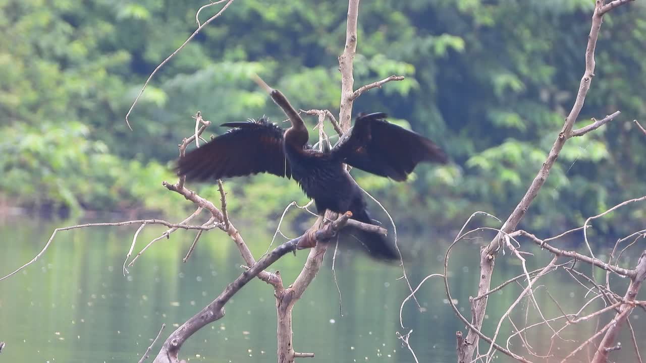 anhinga alas uhd mp4 4k de vídeo.
