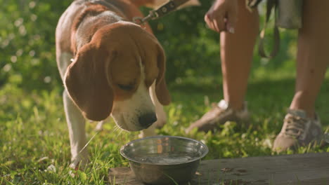 dog owner stirring water in metal bowl while her dog on leash moves closer to drink from it, bowl placed on wood in grassy field under sunlight, with background featuring greenery