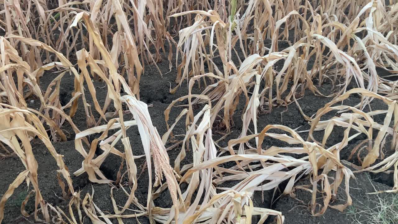 Upward tilt shot of a dry cornfield with parched maize plants. Evocative view of drought conditions, agriculture impact, and climate stress on rural farmland