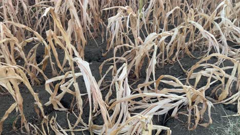 upward tilt shot of a dry cornfield with parched maize plants. evocative view of drought conditions, agriculture impact, and climate stress on rural farmland