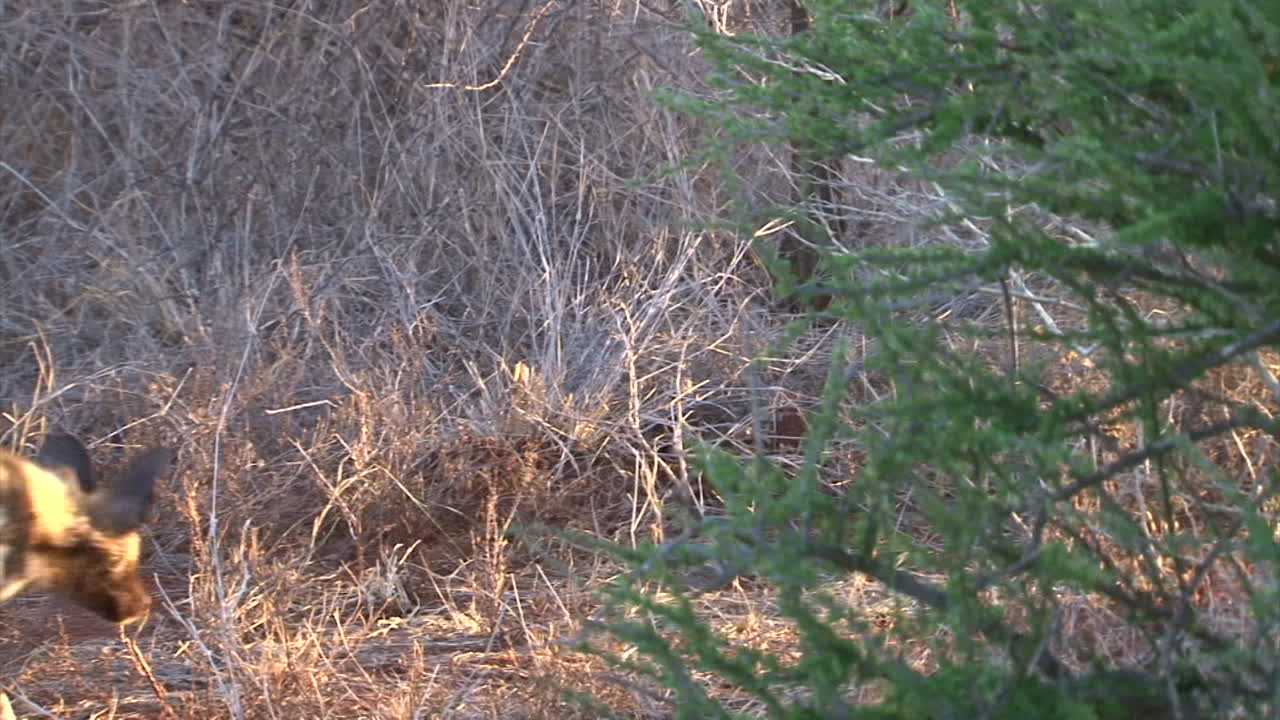 저녁 햇살에 마른 초원을 왼쪽에서 오른쪽으로 걷는 네 마리의 아프리카 들개
