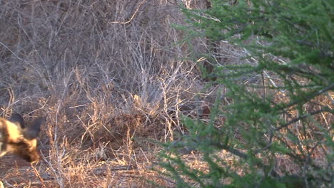 four african wild dogs walking left to right through dry grassland in evening light