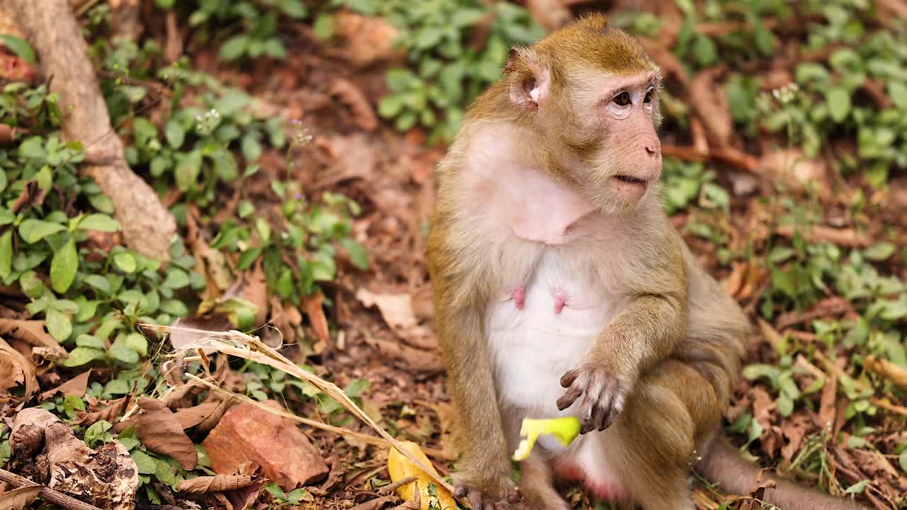 el mono disfruta de la fruta en un entorno natural