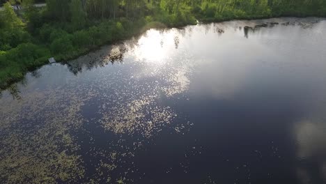 Wasser-Caltrop,-Kastanie,-Büffelnuss,-Fledermausnuss,-Teufelsschote,-Lengnuss,-Lin-Kok,-Leng-Kio-Nuss,-Schnurrbartnuss,-Singhada-Im-Pokrata-See-Im-Sommer