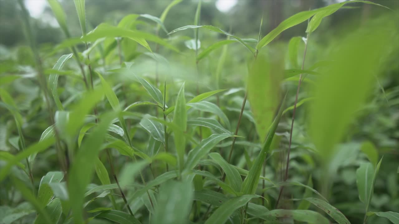 de hojas verdes en un hermoso parque de jardín con una brisa ligera por la mañana