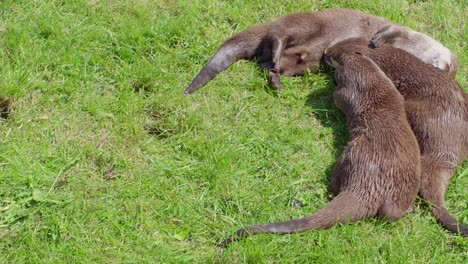 group of young playful otters