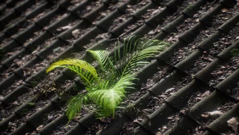 moss and fern on old roof