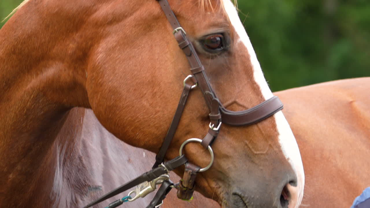 Close-up of a horse's head with bridle, standing outdoors in natural light