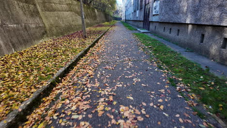autumn leaves on a pathway between buildings