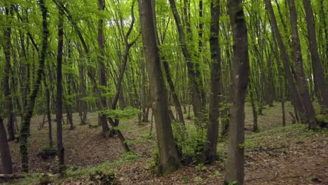 caminando por el sendero del bosque en un vasto tronco de pino verde, pov deambulando por el patrón del bosque verano hermosa luz del atardecer