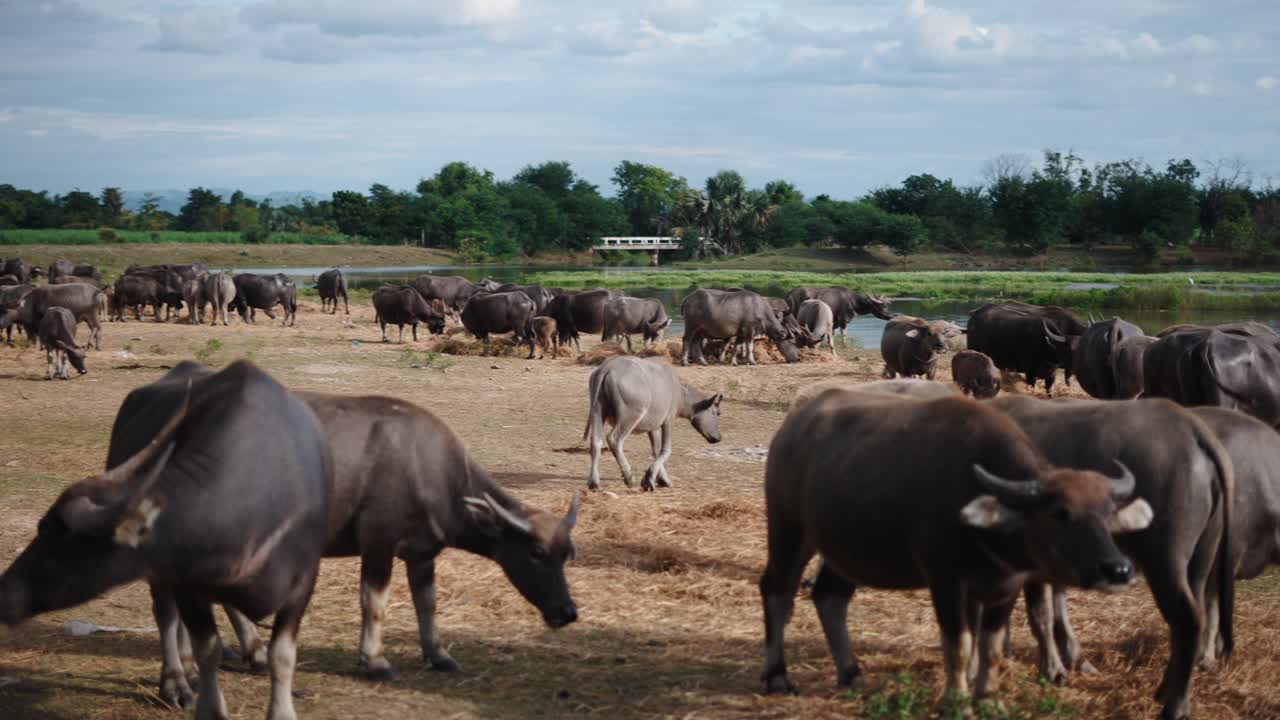 Water Buffalo Herd in a Field