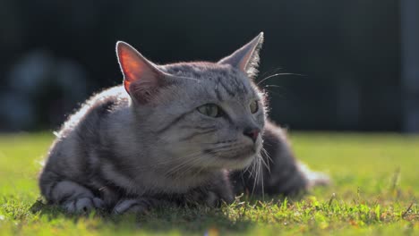 retrato de un hermoso gato