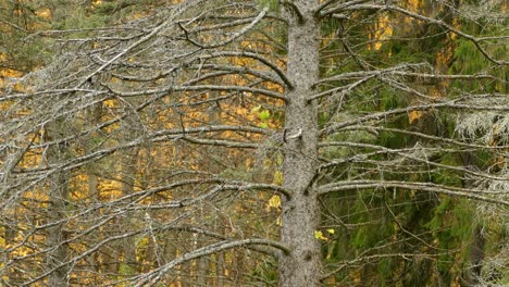 Nur-Die-Winzigen-Herbstzugvögel-Bewegen-Sich-In-Dieser-Malerischen-Landschaft