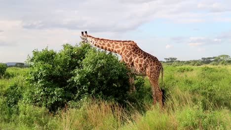 toma estática de una gran jirafa comiendo las hojas verdes de un arbusto, tanzania