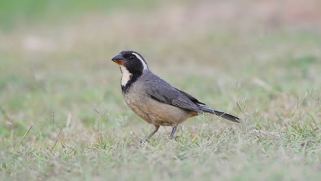 cute little golden-billed saltator, saltator aurantiirostris wondering around its surroundings and pecking on the ground for invertebrates, close up shot at pantanal natural region, brazil