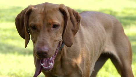 Der-Ungarische-Pointer-Retriever-„Vizsla“-Dreht-Sein-Gesicht-Zur-Kamera,-Während-Seine-Zunge-Aus-Dem-Maul-Hängt,-180-Fps-Zeitlupe