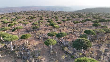 Exotischer-Wald-Aus-Drachenblutbäumen-über-Berggipfeln-Des-Sokotra-Archipels-Im-Jemen