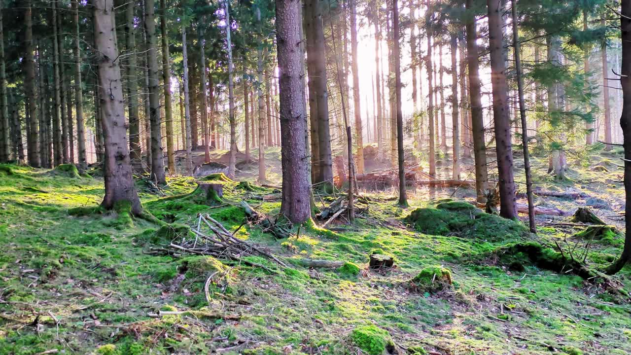 Eine ruhige Schwenkaufnahme durch einen dänischen Kiefernwald bei Sonnenaufgang. Dramatisches Gegenlicht beleuchtet den leuchtend grünen moosbewachsenen Boden und schafft eine friedliche, sonnenverwöhnte Atmosphäre.