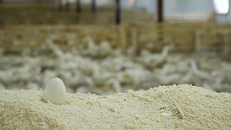 duck egg in sawdust at poultry farm