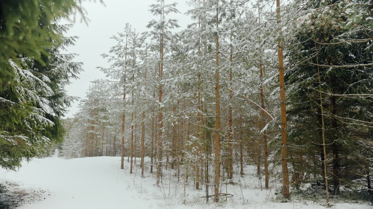 2월의 라트비아 오우거