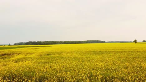 Gelbes-Rapsfeld-In-Litauen