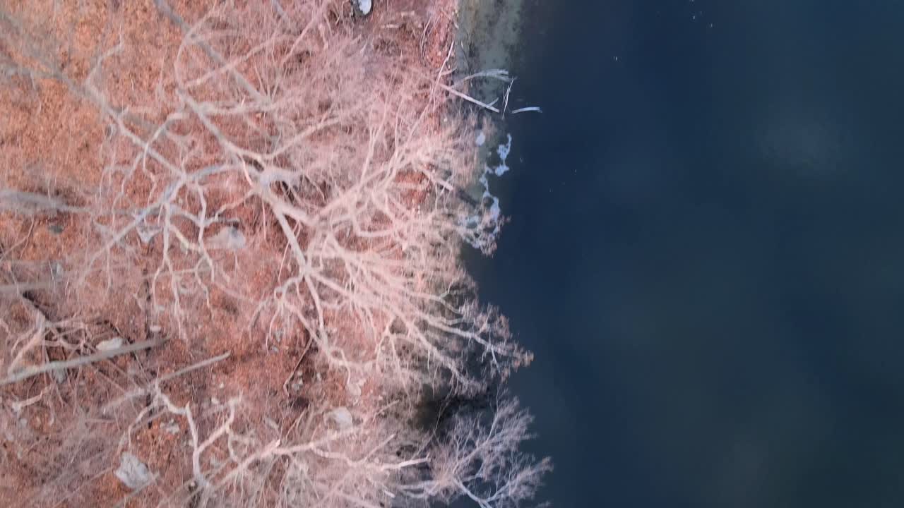 Ovenfra, fugleperspektiv droneoptagelser af skov og søbred om vinteren med nøgne træer og kystlinje.