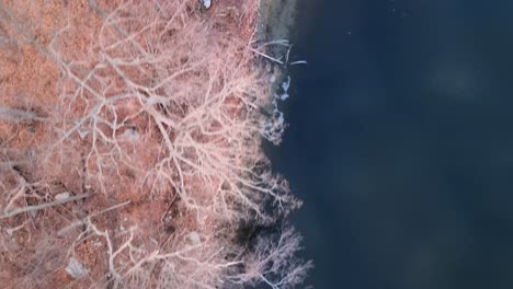 De-Arriba-Hacia-Abajo,-Tomas-De-Drones-Aéreos-A-Vista-De-Pájaro-Bosque-Y-Orilla-Del-Lago-Durante-El-Invierno-Con-árboles-Desnudos-Y-Costa