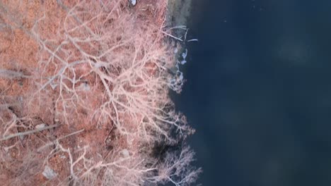 de arriba hacia abajo, tomas de drones aéreos a vista de pájaro bosque y orilla del lago durante el invierno con árboles desnudos y costa