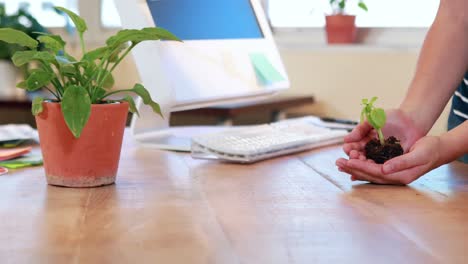 manos de una mujer de negocios mostrando la planta