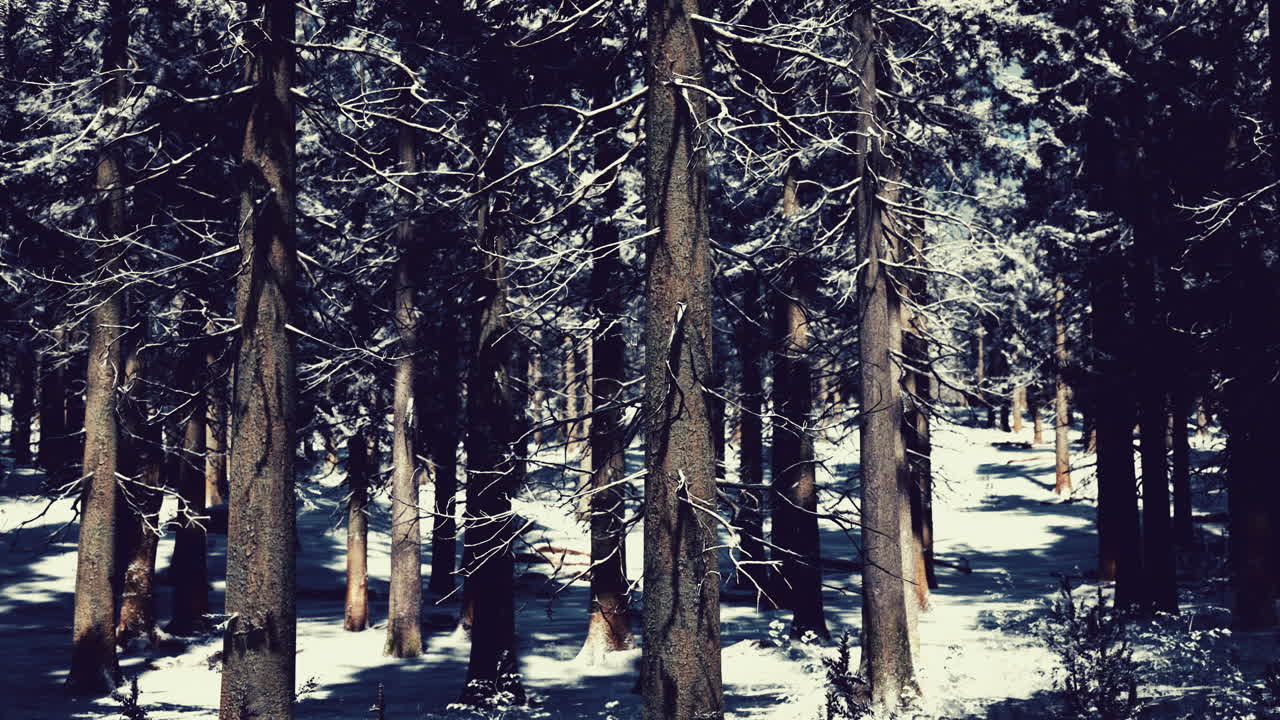 눈으로  ⁇ 인 겨울 소나무 숲에서 일몰 또는 일출