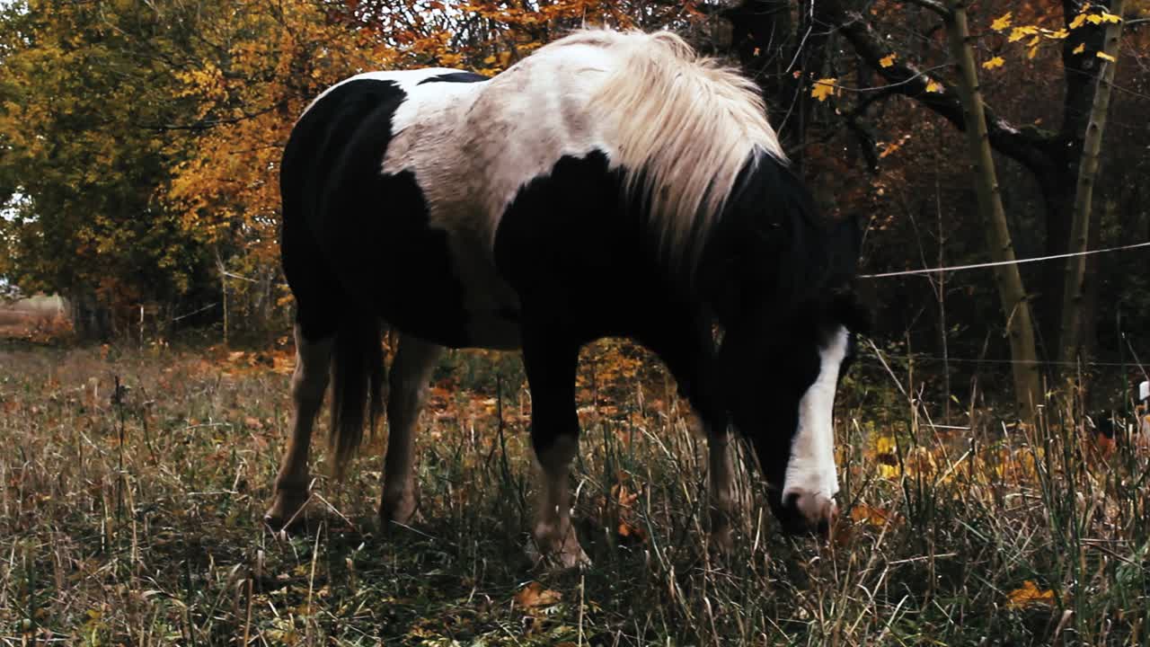 caballo en el potrero de otoño