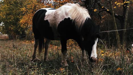 horse on atumn paddock