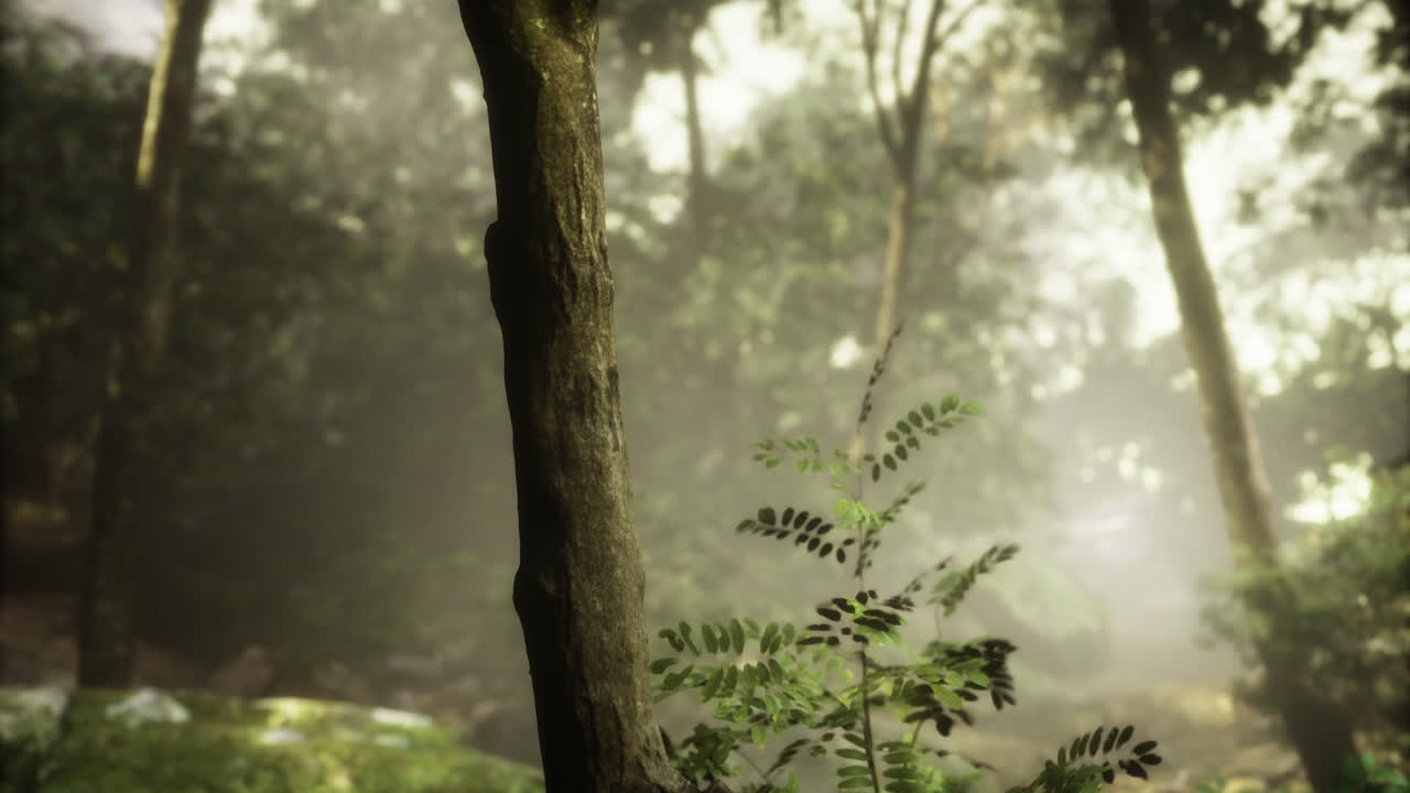 Lush forest with mist creating a tranquil atmosphere in early morning light
