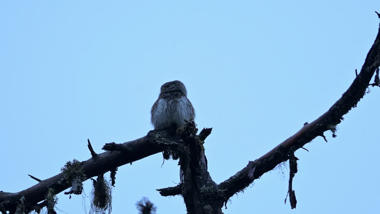 Eurasian Pygmy Owl perched on dead branch with peeling bark looks side to side, silhouetted against blue sky.