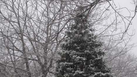 looking up at trees watching snow fall in wintertime, locked off static