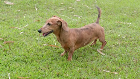 perro dachshund en el parque